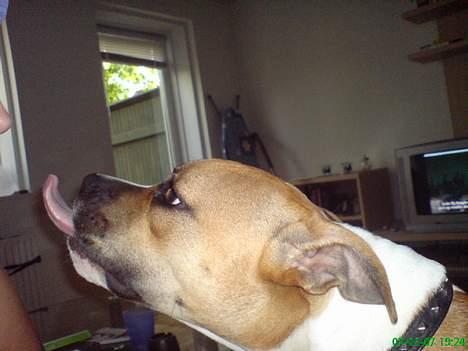 Amerikansk staffordshire terrier Tequila billede 10