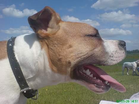 Amerikansk staffordshire terrier Tequila billede 11