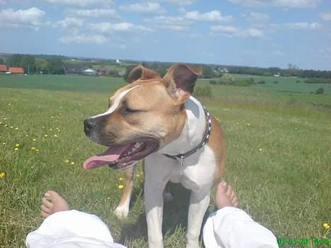 Amerikansk staffordshire terrier Tequila billede 12