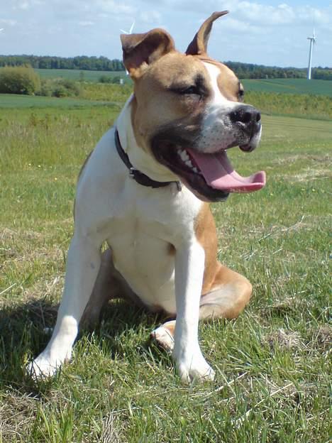 Amerikansk staffordshire terrier Tequila billede 13