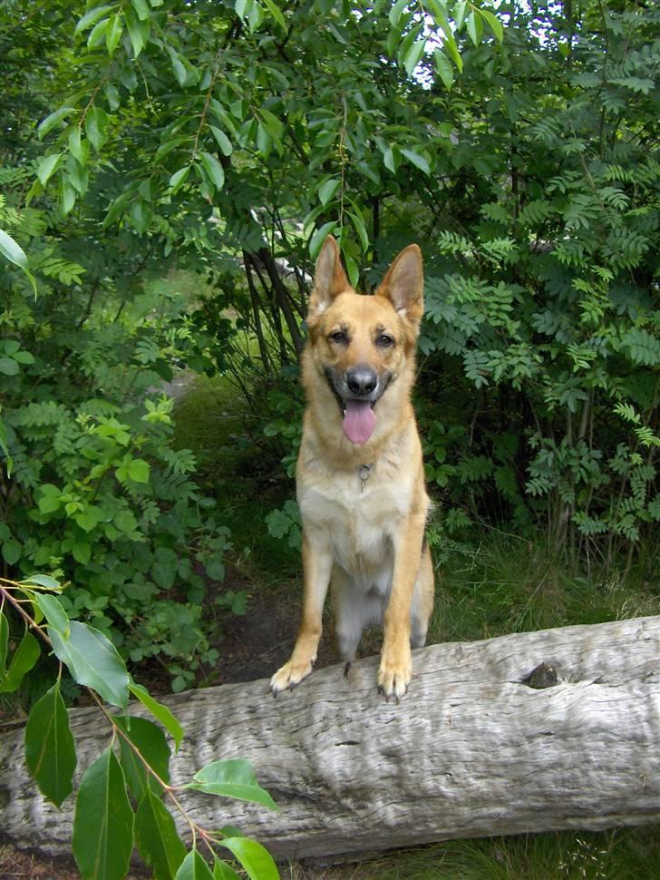 Schæferhund Tutte - Hej jeg hedder Tutte :o) Skal vi lege..... billede 1