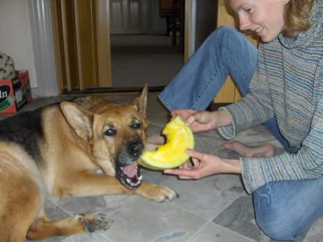 Schæferhund Tutte - Uhmmm melon..... billede 2