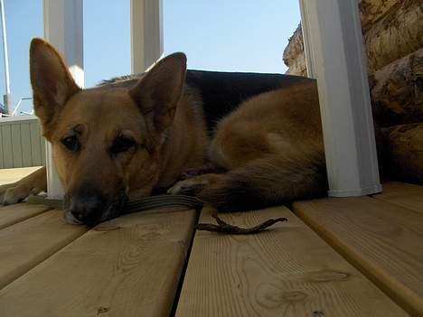 Schæferhund Tutte - Lidt afslapning under havebordet billede 3