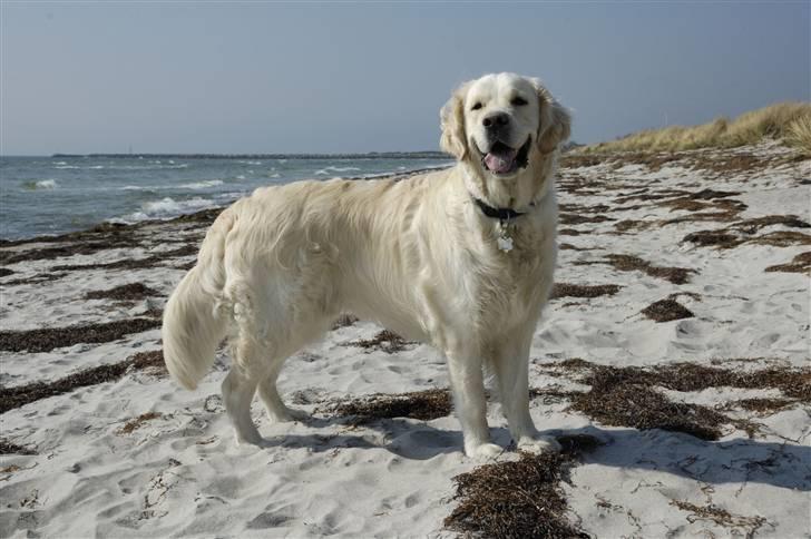 Golden retriever Mirco billede 1