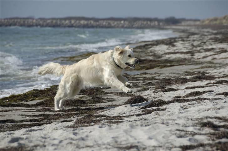 Golden retriever Mirco billede 2