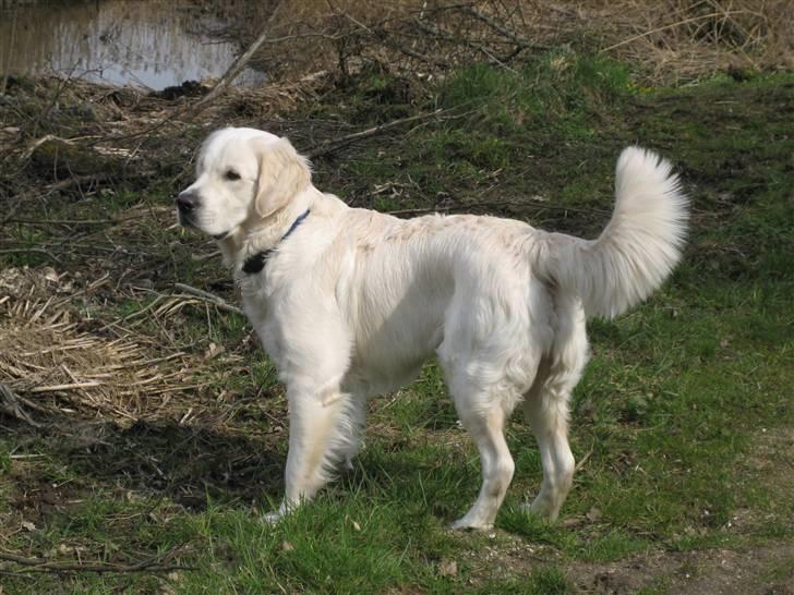 Golden retriever Mirco billede 3