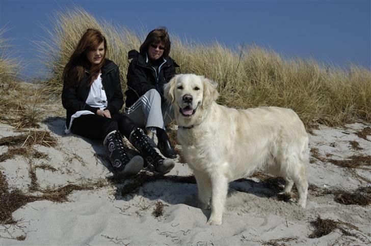 Golden retriever Mirco billede 4