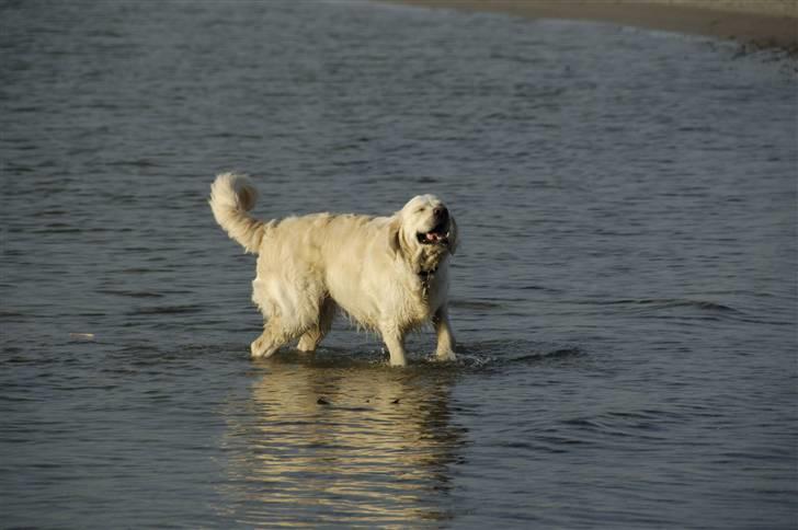 Golden retriever Mirco billede 5