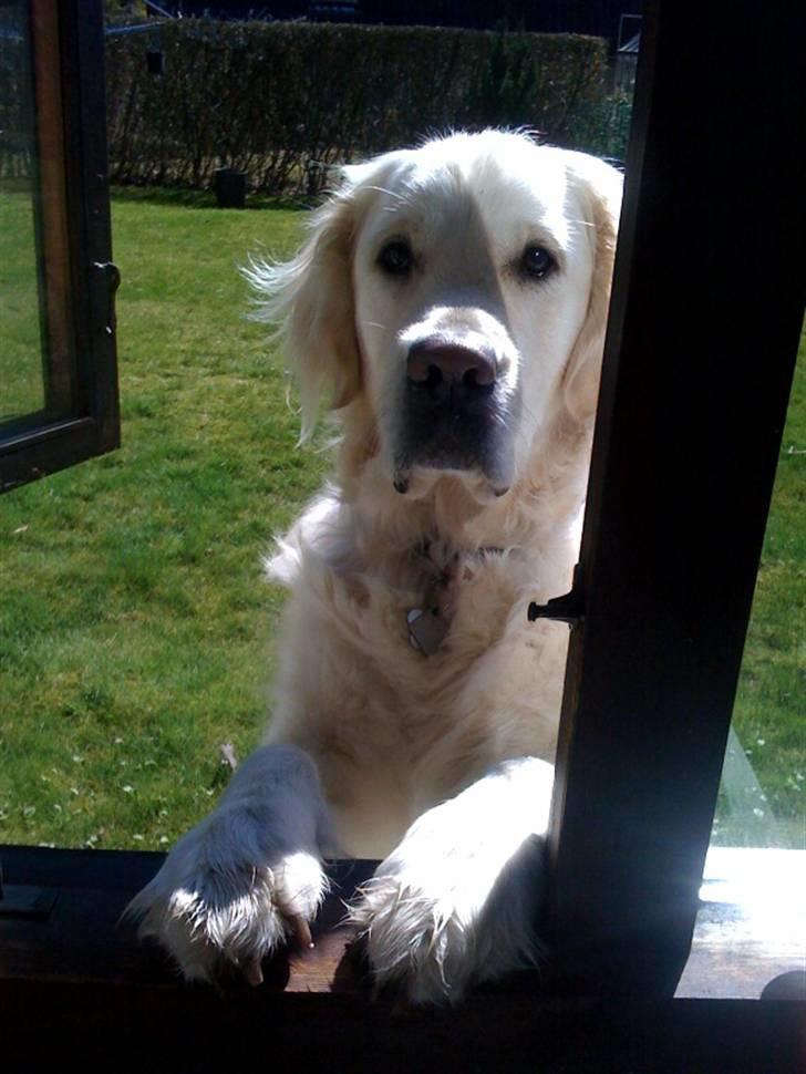 Golden retriever Mirco billede 6