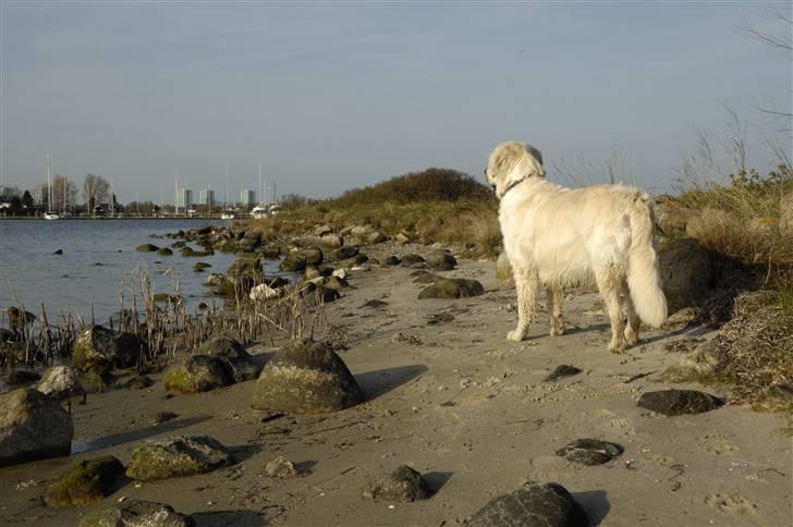 Golden retriever Mirco billede 7