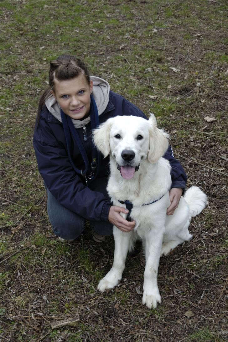 Golden retriever Mirco - Til hundetræning billede 8