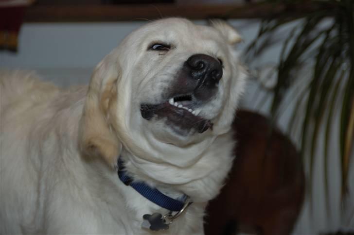 Golden retriever Mirco billede 9