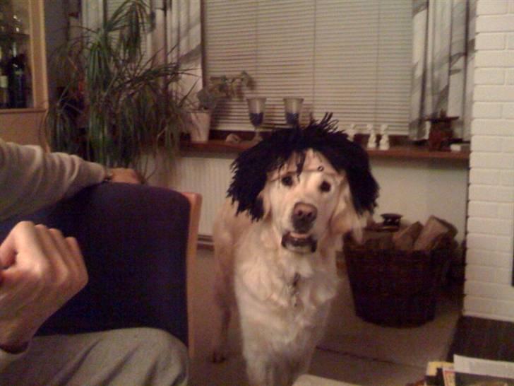 Golden retriever Mirco billede 10