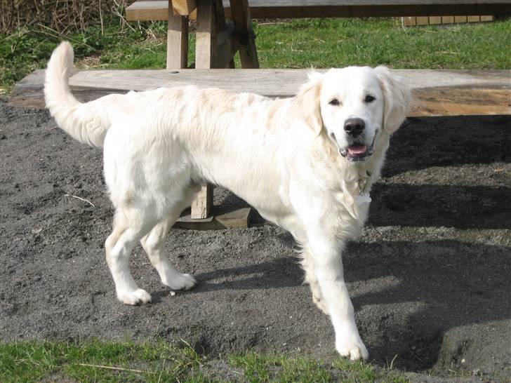 Golden retriever Mirco billede 11