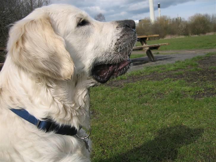 Golden retriever Mirco billede 12