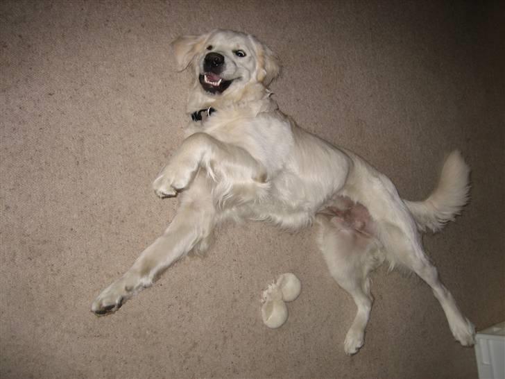 Golden retriever Mirco - JEG ER ALTSÅ FARLIG! billede 13