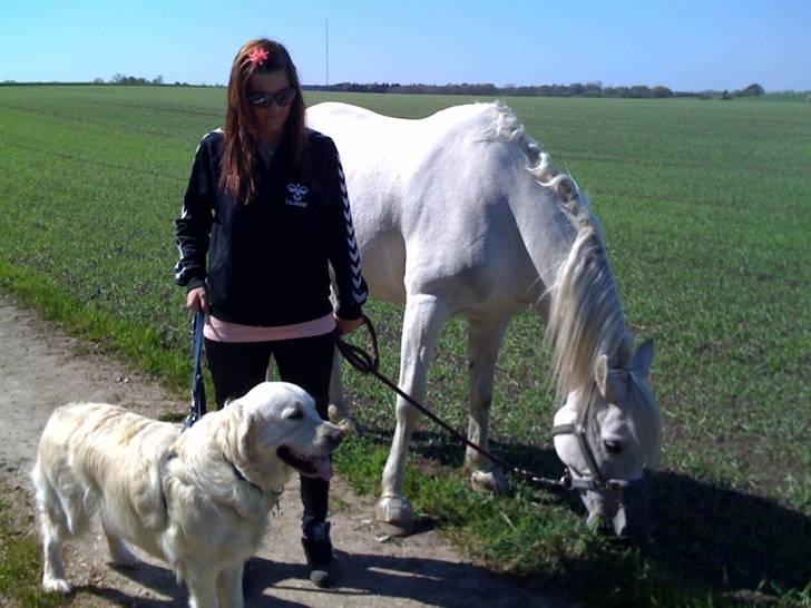 Golden retriever Mirco billede 14