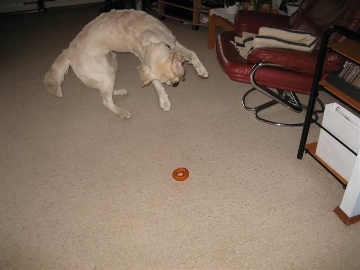 Golden retriever Mirco - Nu tar jeg dig! billede 15