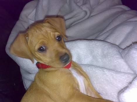 Blanding af racer Gucci - nårh er jeg ikke bare dejlig! billede 7