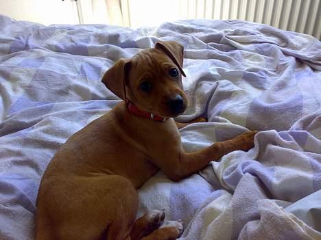 Blanding af racer Gucci - Jah her ligger jeg så i min seng! Vuf Vuff billede 8