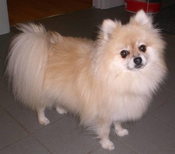 Pomeranian Gismo *R.I.P. 2016* - Oktober 2008 billede 1