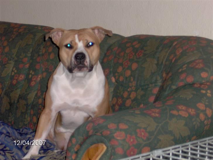 Amerikansk staffordshire terrier freya billede 1