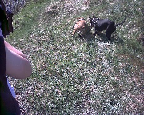 Amerikansk staffordshire terrier freya billede 2