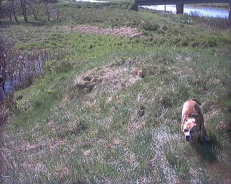 Amerikansk staffordshire terrier freya billede 3