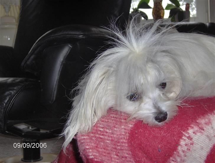 Malteser Donna nu med lille søster - smukke donna billede 5