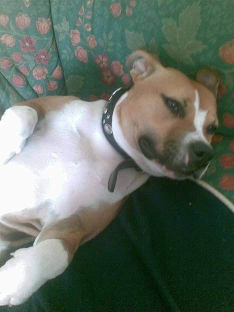 Amerikansk staffordshire terrier freya billede 4