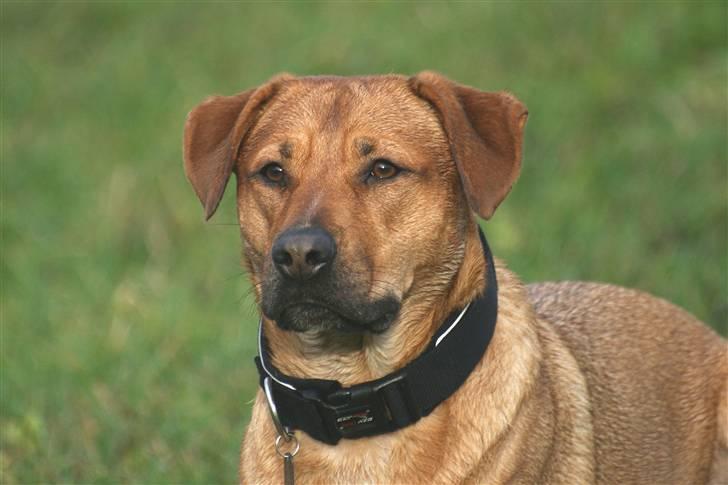 Blanding af racer Money *højt elsket himmelhund* billede 1