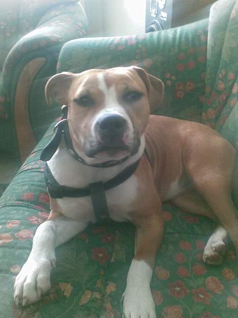 Amerikansk staffordshire terrier freya billede 5