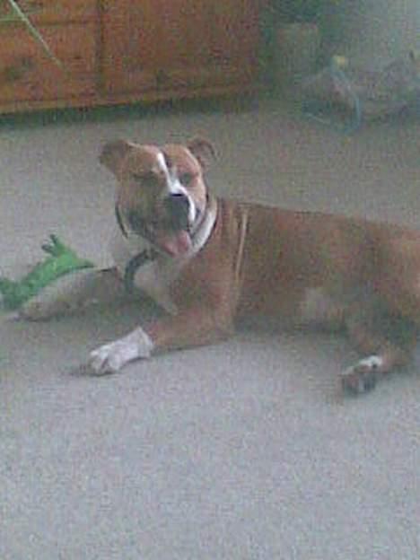 Amerikansk staffordshire terrier freya billede 6