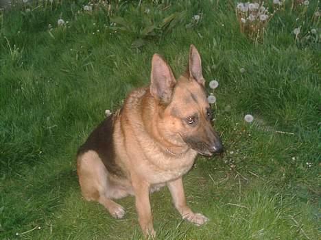 Schæferhund rex billede 18