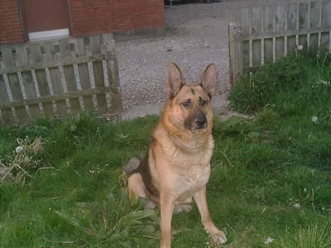 Schæferhund rex billede 19