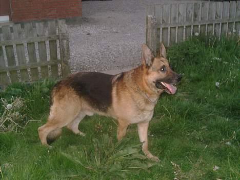 Schæferhund rex billede 20