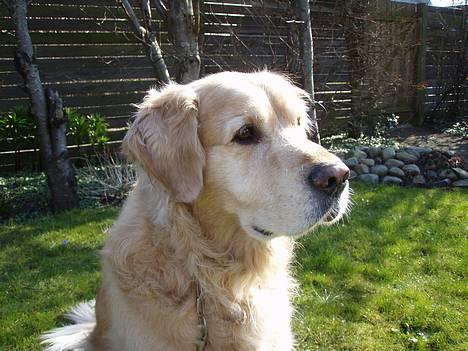 Golden retriever Basse billede 1
