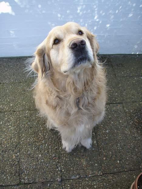 Golden retriever Basse billede 2