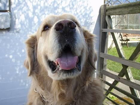 Golden retriever Basse billede 3