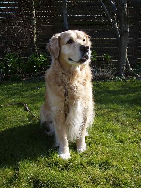 Golden retriever Basse billede 4