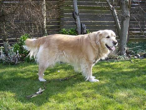 Golden retriever Basse billede 5