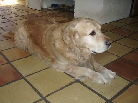 Golden retriever Basse billede 6