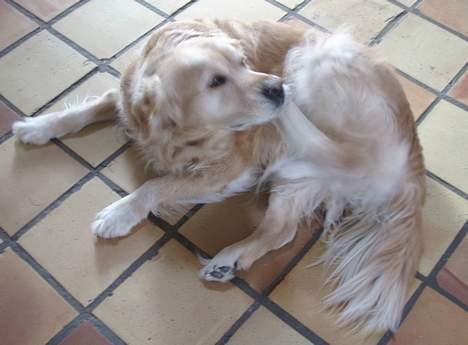 Golden retriever Basse billede 7