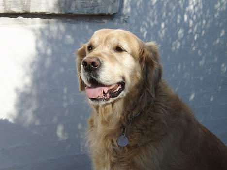 Golden retriever Basse billede 8