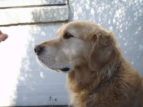 Golden retriever Basse billede 9