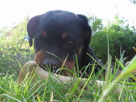 Rottweiler Buller - Mmh, kødben er lækre, 21 uger. billede 16