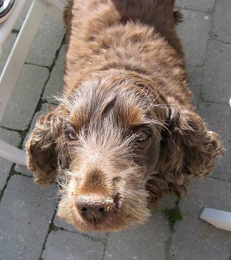 Cocker spaniel Coco billede 2