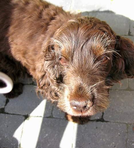 Cocker spaniel Coco billede 3