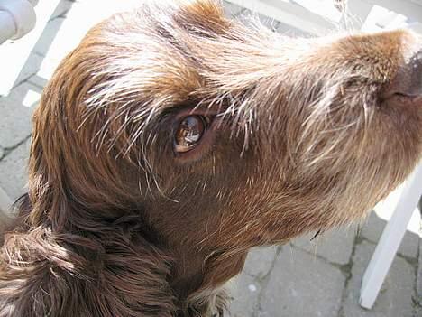 Cocker spaniel Coco - Så hvor køn jeg er !  billede 4