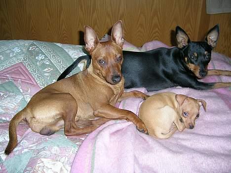 Dvaergpinscher Hubert - Familie hygge billede 1